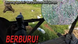 Berburu lagi! mumpung cuaca cerah! Awal musim penghujan Burung sawah mulai  bermunculan