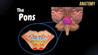 Pons - External and Internal (White & Grey matter) + QUIZ | Anatomy