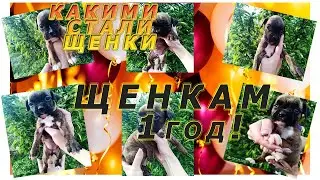 #немецкийбоксер  Щенкам 1 год/ как изменились щенки/немецкие боксеры/
