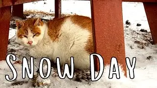Snow Days, Stray Cats, and Studying Japanese