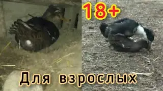 ЭТО ВИДЕО ДЛЯ 18+ ВЗРОСЛЫХ приколы с животными