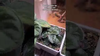 #растения