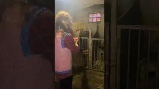 Ripe straw to pigs 