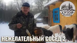БЕСПРЕДЕЛ ПОРОСЯТ И НЕЖЕЛАТЕЛЬНЫЙ СОСЕД НА ХУТОРЕ.