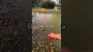 #fishing #карп #carpfish #карась #щука #fish #рыбалка #freshwaterfish #юмор #рыболовная