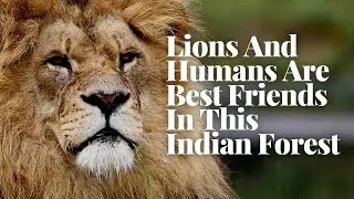 LIONS AND HUMENS ARE BEST FRIENDS IN THIS INDIAN FOREST