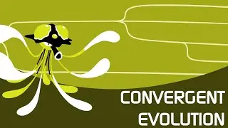 About Convergent Pokemon