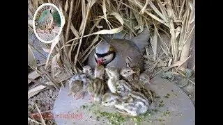 CHUKAR PARTRIDGE  CHICKS