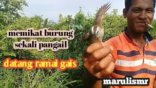 mikat burung sekali panggil datang,ramai gais