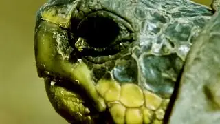 TORTUGA