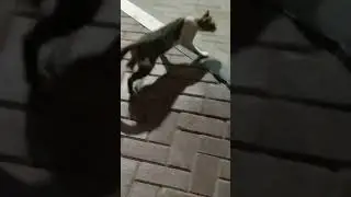 I helped a Hungry Cat and it's Kitten.