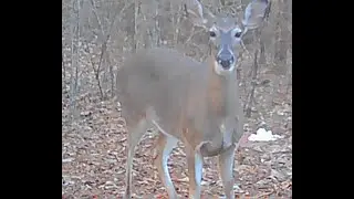 I love me some white tail