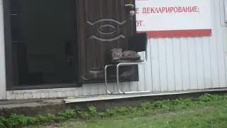 Кошка на стуле