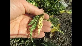 Ялівець горизонтальний Вілла Марія варіегатний. Juniperus horizontalis 'Villa Marie'