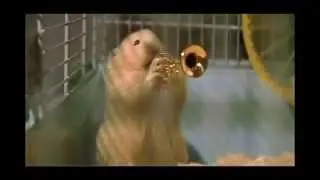 Chomik-Hamster-Хомяк Quartet 1280x720.avi