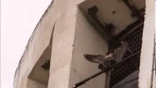 Accouplement faucons pèlerin Paris