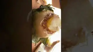 #ананас