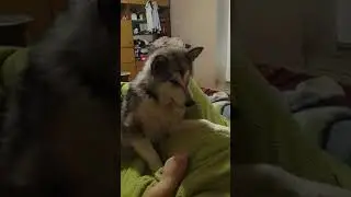 Маламут разговаривает
