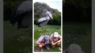 Is the amazing shoebill dangerous?