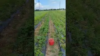 Збираю Полуницю з поля сорт Азія вже поспіла