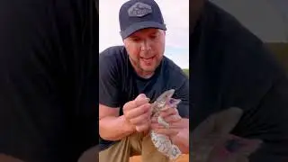Removing Ticks from Lizards Ears!