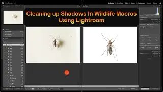 Cleaning up Shadows in Wildlife Macros