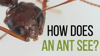 How does an ant see?