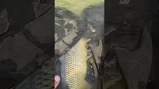 Beautiful Common Carp Release 