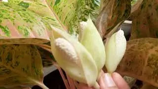 3 bunga Aglonema Big Roy..sudah dipotong Mama Poppy..Supaya daunnya tetap subur..🪴💮😘