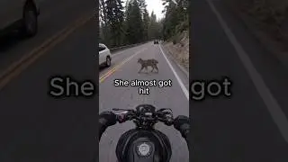This  Bobcat Was  Stopping Every  Car 