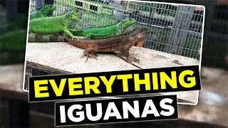 Iguana Compliation