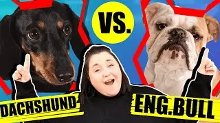 DAUCHSHUND VS ENGLISH BULLDOG