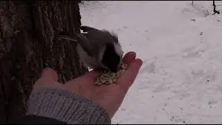 Птицы едят с руки. Белки. Шебекино. Титовский бор.