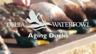 Aging Mallards