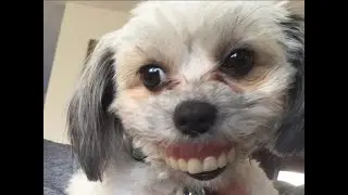 FUNNY DOG #shorts #tiktok #funnydog