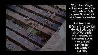 Königinnen zusetzen