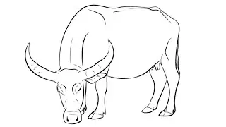 Cute Drawings Easy, How To Draw A Buffalo For Beginners Step By Step