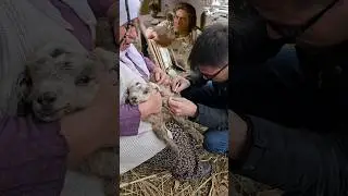 You are not a doctor 😺 💉👨‍⚕️ Siz doktor değilsiniz. 🐐 #animals #kids