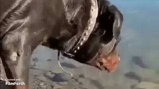 Пес рыбак