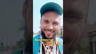 Бык пристал. Bull attacks