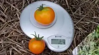 Сорт томата 