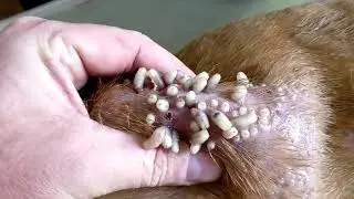 Parasit Pada Anjing || Antara Kasihan Dan Geli Vol 2