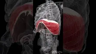🌬️ Deep Dive into the Diaphragm 🌬️  