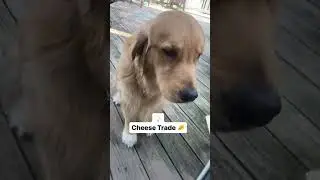 Golden retriever brings unusual present to mom 😳 #dontstopretrievin #retriever #dogmom #funnydog