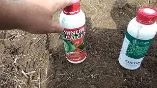 Первые подкормки малины и ежевики после высадки в грунт