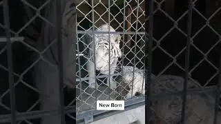 The adorable Baby tiger playing with her mother #shorts #tiger