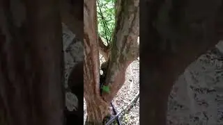 #jaboticaba produzindo três vezes em menos de um ano