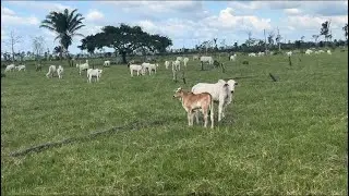 A PROCURA DO BEZERRO COM BICHEIRA DIFÍCIL DE ACHA NO MEIO DA VACADA