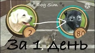 5 самых простых и легких способ прокачки в Dog Sim 🐕 🪶