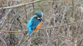 Kingfisher preening at Willington Wetlands, 28/01/2023